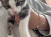 Kitten 11.5 weeks old