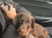 European Dobermann Male Brown & Tan
