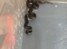 Mexican kingsnake