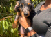 Last 3 Long haired dachshund puppies