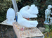 White Fantail Pigeon