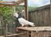 3 Toghi pigeons for sale