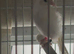 White British goldfinch cock 2025