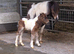 MINI SHETLAND colt foal, spsbs reg.