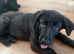 Female German shepherd