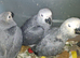 African grey babies