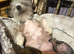 Chinese crested x chihuahua puppies