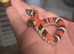 Tri Colour Hognose Snakes