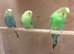 Baby Budgies Variou Colours ready now