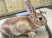Pure bred mini Rex