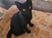 Male kitten
