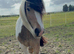 Cob dun and white mare