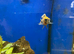 Juvenile Orange Blotch Peacock Hap (Aulono