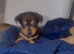 Chihuahua x Pom for puppies for sale