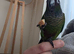 Emma conure