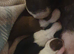 Boston terrier puppies