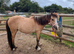 Little dun filly