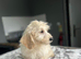 F1b cockapoo boys ready for a family now