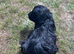 4 black cockapoo puppies available, boys and girls. Ready to leave 08/08