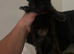 3 kittens for sale