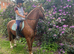Welsh x TB stunning flashy gelding