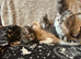Maine Coon Girl Kittens. Ready Now