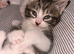 Mixed Breed (Ragamuffin?) Kittens Ready to go to Good Home