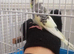 Budgie semi time baby budgie with cage