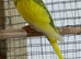 Baby budgies