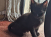 2 black kittens. Male and female