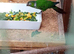 4 Green Cheek conure