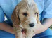 Cocker spaniel puppies