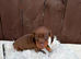 Dachshund puppies 3 Boys available