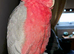 Male galah cockatoo silly tame