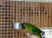 Kakaraki parrot