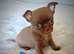 Tiny Chocolate smooth coat Chihuahua babies
