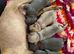 The absolutely cutest bundles of frenchies. Payment plan option