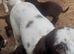 Working cocker spaniel pups for sale