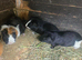 Adult male guinea pigs