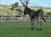 6 year old Jenny donkey in foal