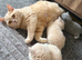 British shorthair kittens.