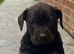 Cockerdor Puppies - family raised