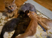 PURE BREED MAINE COON KITTENS FOR SALE, NOW ALL SOLD