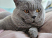 Beautiful British short hair kittens