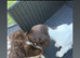 Springer Spaniel puppies