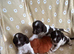 Springer spaniel pups