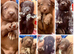 Siberian Shepsky x Weimaraner Puppies