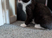 Mixed breed female cat needs new home.