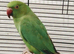 Beautiful male ringneck + FREE CAGE ♡