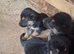 Gorgeous German Shepherd puppies